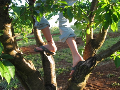 treeclimb